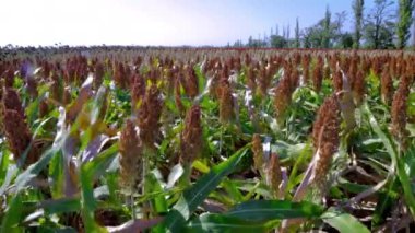 Olgun tahıllarla dolu büyük bir tarla. Sorghum Çiftliği