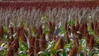 Renkli panikli bir sorgum tarlası: kırmızı ve gümüş. Karşıt renklerde Sorghum mahsulleri
