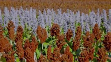 Sorghum alanı: çeşitlilik, zengin hasat. Karşıt renklerde Sorghum mahsulleri