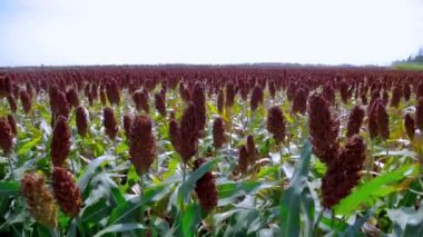 Hasat mevsiminde Sorghum tarlası: yeşil kökler üzerinde koyu kırmızı tohum panikliyor
