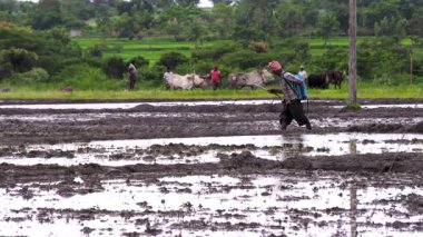 Mysore, Karnataka, Hindistan - 20 Ocak 2025: Hindistan 'da geleneksel tarım: Hint çiftçisi pirinç tarlası sürüyor