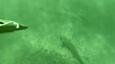 Ukrayna 'da Dnipro Nehri' nin yeşil sularında dev yayın balığı avlamak: Zıpkınlı avcı.