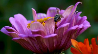 Yaz Tozlaşması: Pembe Zinnia Çiçeği üzerindeki Bal Arısı Bahçede Nektar Topluyor. Makro