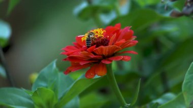 Parlak bir Zinnia zarafetinin tozlaşması: Bal arısının Macro 'su yeşil yaprak arka planına karşı canlı bir kırmızı zinniadan polen topluyor.