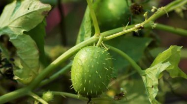 Vahşi Salatalık: Dikenli Meyveler ve İstilacı Bitki Filizleri. Echinocystis lobata. Flora 'yı tehdit et. Avrupa 'da tehlikeli bir istilacı tür olan yabani salatalık bitkisine yakın çekim.