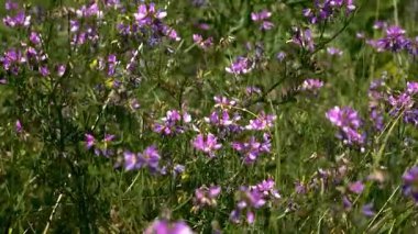 Salınan Pembe Sainfoin (Onobrychis viciifolia) çiçekleri: Değerli bir bal bitkisi, yem mahsulü ve toprak iyileştiren bitki
