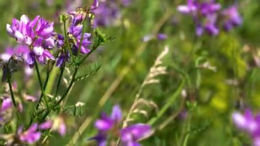 Bir yaz otlağında, Common Sainfoin 'in (Onobrychis viciifolia) narin pembe ve beyaz çiçekleri: Arı tozlaşması için hayati önem taşıyan değerli bir bal bitkisi.