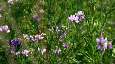 Narin pembe Sainfoin çiçekleri (Onobrychis viciifolia) yaz çayırlarında rüzgarda sallanırlar: Arı tozlaşması için hayati bir bal bitkisi.