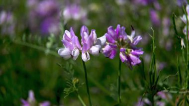 Yakın plan. Yaz otlağındaki sıradan bir azize bal bitkisi. Onobrychis viciifolia 'nın narin pembe ve beyaz kır çiçekleri.
