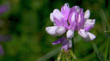Sainfoin 'in narin pembe ve beyaz çiçekleri (Onobrychis viciifolia) yakın plan. Yem ve bal ekinleri