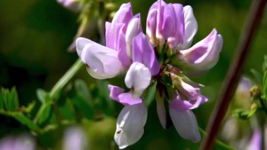 Yem ve bal ekinleri: Sainfoin 'in narin pembe ve beyaz çiçeklerine yakın çekim (Onobrychis viciifolia).