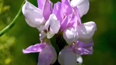 Rüzgardaki çiçekler: Sainfoin 'in narin pembe ve beyaz çiçeklerine yakın çekim (Onobrychis viciifolia)