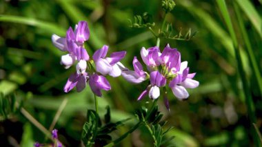 Yakın plan. Yaz otlağındaki azizlerin narin pembe ve beyaz tarla çiçekleri. (Onobrychis viciifolia)