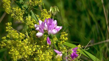 Yakın plan. Yaz tarlasında bal bitkisi: Sainfoin 'in narin pembe ve beyaz çiçekleri (Onobrychis viciifolia). Rüzgardaki çiçekler