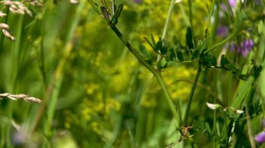 Kök, yapraklar ve narin pembe ve beyaz azize çiçekleri. (Onobrychis viciifolia)
