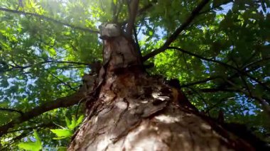 Akçaağaç gövdesinin altından, çatlamış ağaç kabuğu ve yoğun yeşil gölgelik ile, güneş ışığı mavi gökyüzüne doğru akıyor..