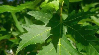 Damarlı akçaağaç yapraklarının parlak ve detaylı dokusu: yaprak şeklinin botanik çizimi