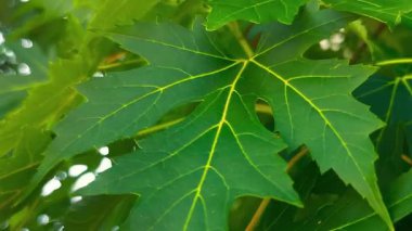 Akçaağaç yapraklarının botanik çizimi. Yeşil akçaağaç yapraklarının yakın çekimi, uzun sivri lobları ve açık bir damar ağı var. Yapraklar doğrudan güneş ışığıyla aydınlatılır ve diğer yaprakların gölgeli arkaplanı kontrastı ve derinliği oluşturur.