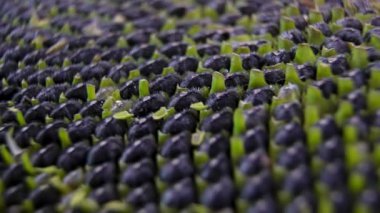 Olgun ayçiçeği başı (Helianthus annuus: Helianthus annuus tohum düzenlemesi bitkisel morfolojide optimal paketleri gösteren bir çalışma.