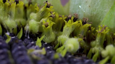 Ayçiçeği çiçek yapısı: Çiçek açan Helianthus Annuus 'un dişi aşaması, çiçek anatomisi