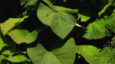 Yakın plan. Büyük yeşil yapraklı Aristolochia makrophylla. Sonbahar yaprağının dokusu