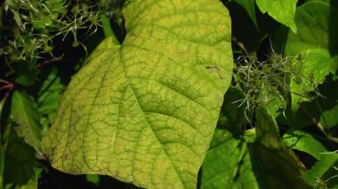 Aristolochia makrophylla: Yaprak yaşlılığı, klorofil bozulması ve karotenoid ifadesini gösteriyor.