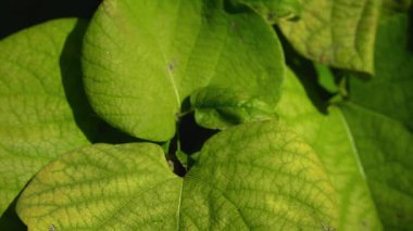 Yapraktaki biyokimyasal ve yapısal değişimler aşamasında büyük Aristo makrofilla yaprağı