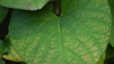 Ölen bir asma yaprağının (Aristolochia makrophylla) kompleks renkleri: mor ve yeşil renklerin deseni.