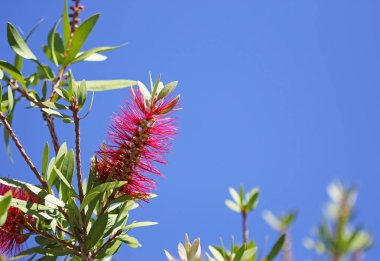 Callistemon ya da şişe fırçası güneş ışığı altında açan parlak kırmızı çiçek