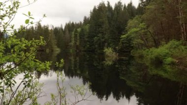 Ayna benzeri göl zamanı, bulutlu yaz sabahında ladin ağaçlarıyla çevrili.