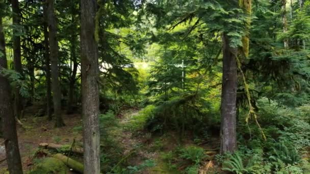Panoramaflyvning Den Grønne Skov Med Campingpladsanlæg Bag Træer – Stock-video