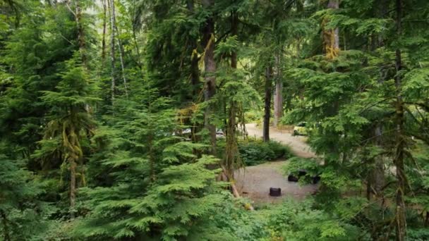 Envolez Vous Vers Arbre Ouvrez Camping Dans Une Forêt Verte — Video