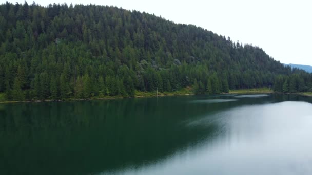 加拿大清澈湖畔山丘上的绿色云杉林的空中全景 — 图库视频影像