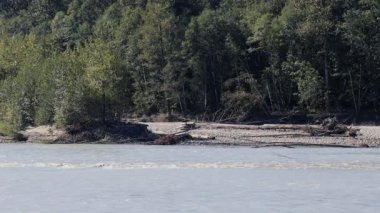 Kanada 'da kayalar ve kütükler ile yavaşça akan dağ nehri