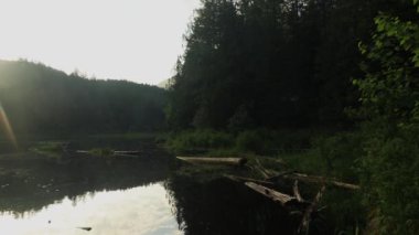 Sisli kıyı şeridi cazibesi: ormanlı ve güneşli sakin göl