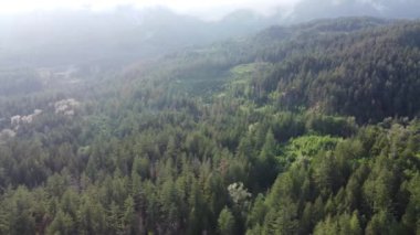 Orman uçuşu: Güneşli M.Ö. orman ve tepelerinde dehşet verici insansız hava aracı yolculuğu