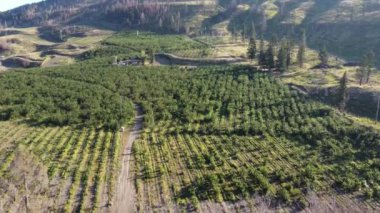 Meyve bahçesi vahası: Güneşli bir günde Okanagan 'ın kiraz tarlasında hava yolculuğu