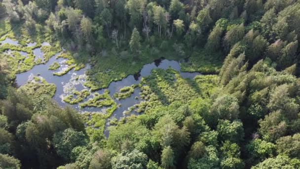 Oásis Verde Canadá Descoberta Aérea Pântano Ventoso Serenas Colinas Arborizadas — Vídeo de Stock