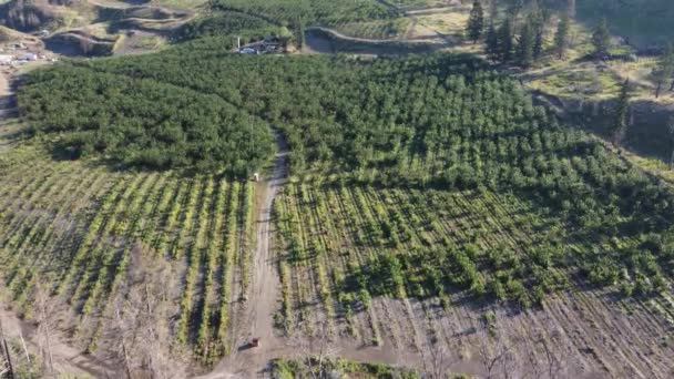 Vista Vale Vista Aérea Okanagan Queimado Floresta Fazenda Cereja Dia — Vídeo de Stock