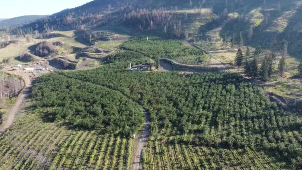 Tesoros Del Valle Drone Eleva Sobre Granja Cerezos Okanagan Paisaje — Vídeos de Stock