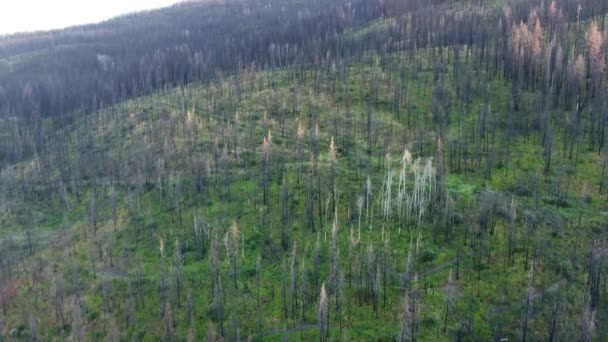 Umění Omlazení Letecké Pohledy Okanagan Regenerace Lesa Kopců — Stock video