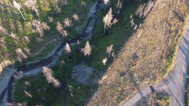 Yenileniyor Okanagan Kiraz Tarlasının Yanmış Ormanının Büyüleyici Hava Görüntüleri — Stok video