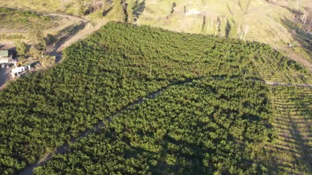Güneşle Öpülmüş Çiftlikler Okanagan Yeşil Vadisinde Kiraz Tarlalarının Havadan Manzaraları — Stok video