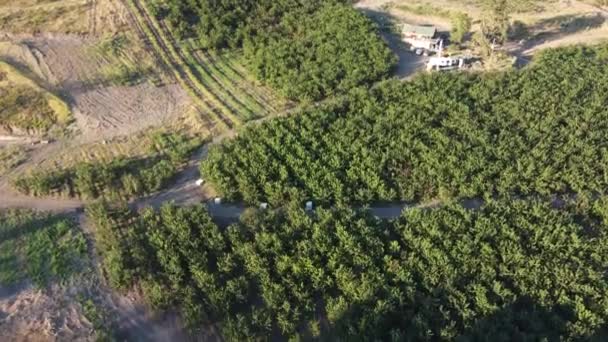 セレンオアシス 緑の中にオカナガン渓谷のチェリーファームのドローンの目線 — ストック動画