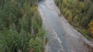 Chilliwack nehrinin somonları, renkli ormanlar, hava perspektifi.
