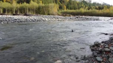 Drone 'un Chilliwack nehrinde somon koşarken ritmik güzelliğe bakış açısı