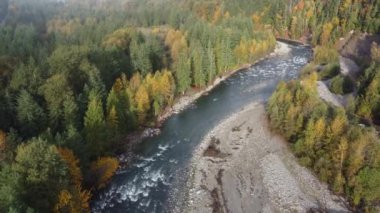 Chilliwack Nehri 'nin somonlarının sonbahar ormanlarının güzelliğiyle dolu havadan manzarası.