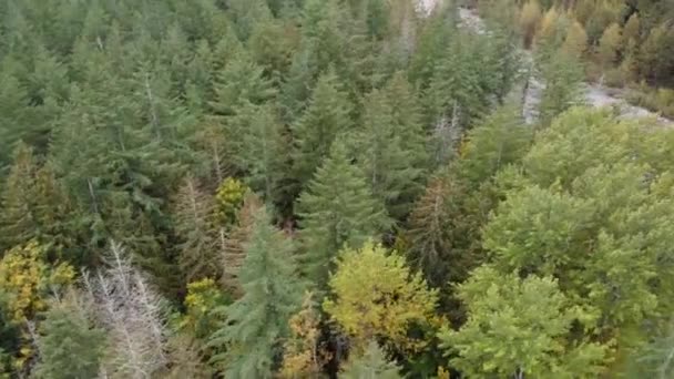 Palette Nature Vue Imprenable Sur Forêt Colorée Long Rivière Chilliwack Vidéo De Stock