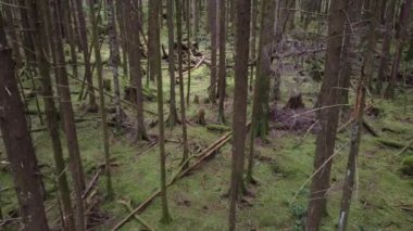 Bulutlu bir günde yükselen ladin ağaçları arasında sürükleniyorum.