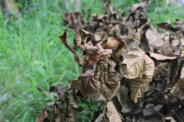 stock image brown leaf twigs fall on the grass